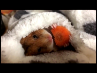 Хомяк ест морковку под одеялом 