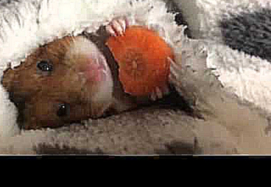 Хомяк ест морковку.Hamster eating a carrot 