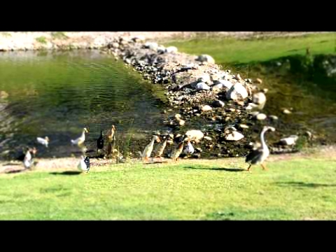 Видео Индийские утки бегуны 