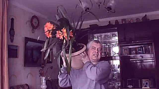 У меня цветёт оранжевый цветок в большом горшке — Геннадий Горин 