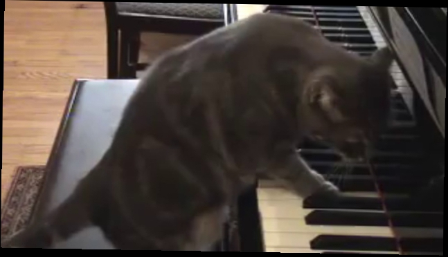 Кошка Нора играет на пианино 