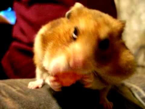 Хомяк ест морковь \ Hamster eats carrots 