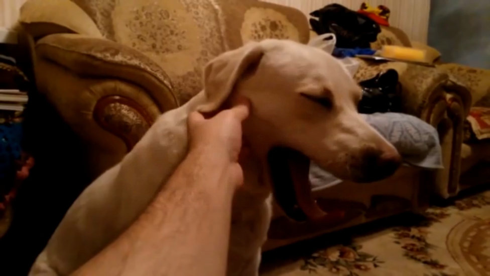 Как заставить собаку зевать 