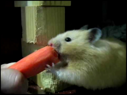 Хомяк против морковки :) 