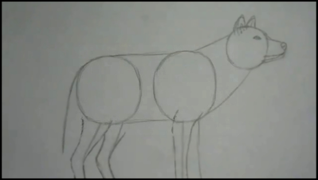 Как нарисовать волка 