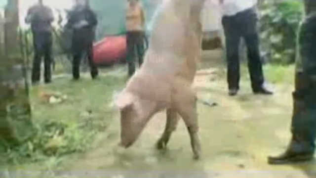 Китайскую свинку научили ходить на двух ногах  