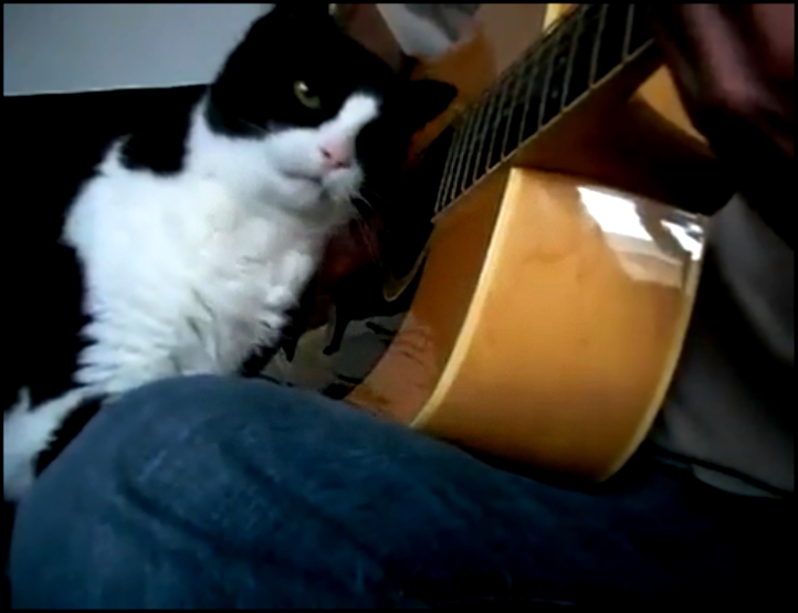 Игра на гитаре - не повод не гладить кота 
