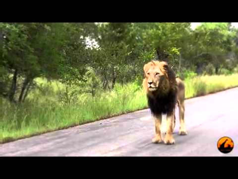 лев гуляет по дорог 