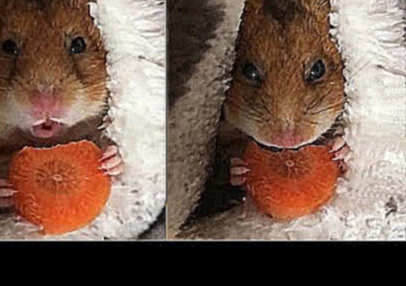 Хомячок кушает морковку 