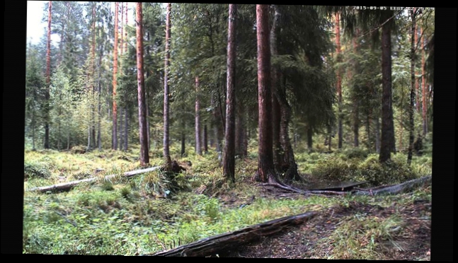  Дождь в сосновом лесу на болотах Эстонии LIVE Rain in pine forest at swamps of Estonia 