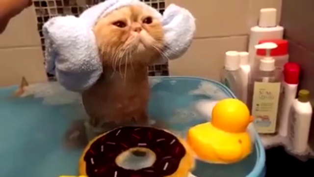 Котик идеально принимает ванну  