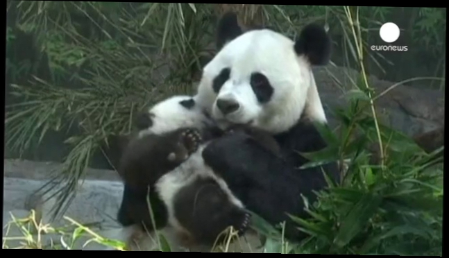 Самое лучшее на свете место для этих милых медвежат панда -  объятия маминых лап! 