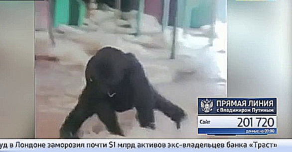  Видео с гориллой-балериной собрало два миллиона просмотров в "Фейсбуке" 