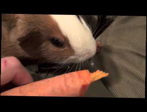 Морская свинка кушает морковку 