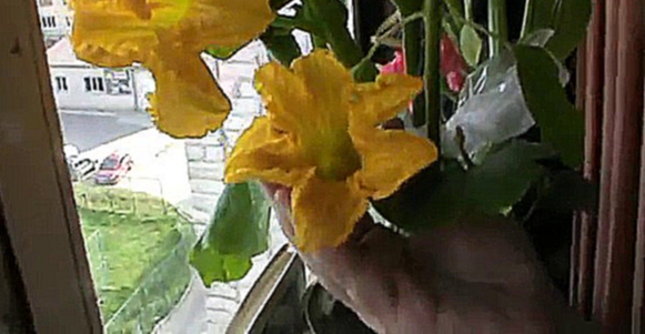 У меня в доме цветёт моя тыква в горшке на балконе Цветы у тыквы хорошо пахнут 