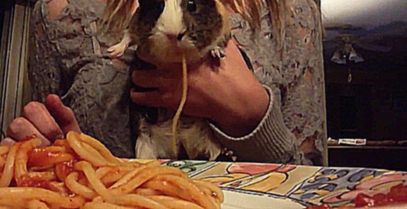 морская свинка кушает спагетти  