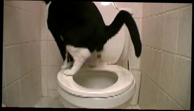 Кот провалился в свой туалет. Приколы про кошек. Юмор+#$@*. 