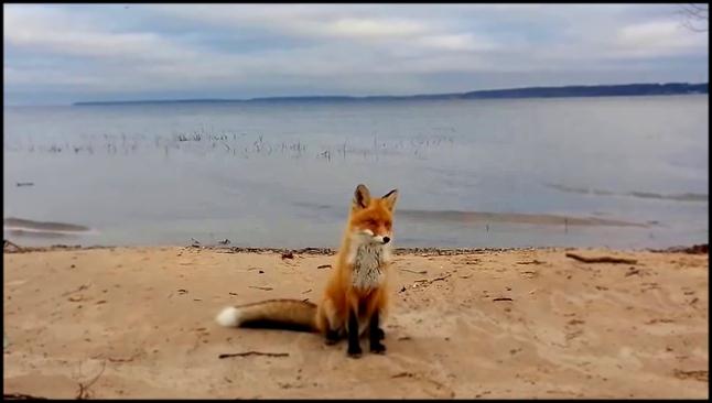 Лиса ждет, пока её накормят 