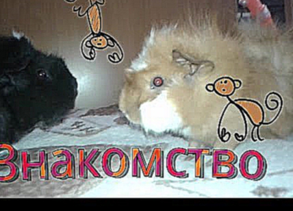 Как познакомить двух морских свинок? / by My Little Pigs 