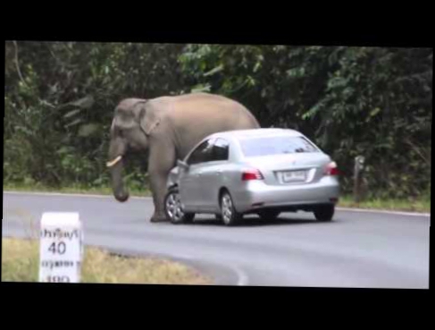 Слон,который не любит дешёвые иномарки 