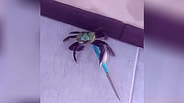 Краб гангстер с ножом. The gangster crab with a knife. Под песню Мы бандито. 