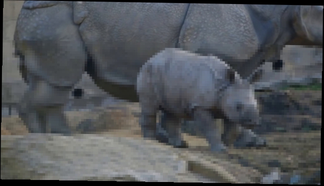 Маленький носорог исследует мир 