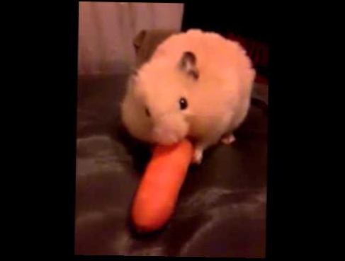 Գազան գազարը: Хомяк ест морковь \ Hamster eats carrots 