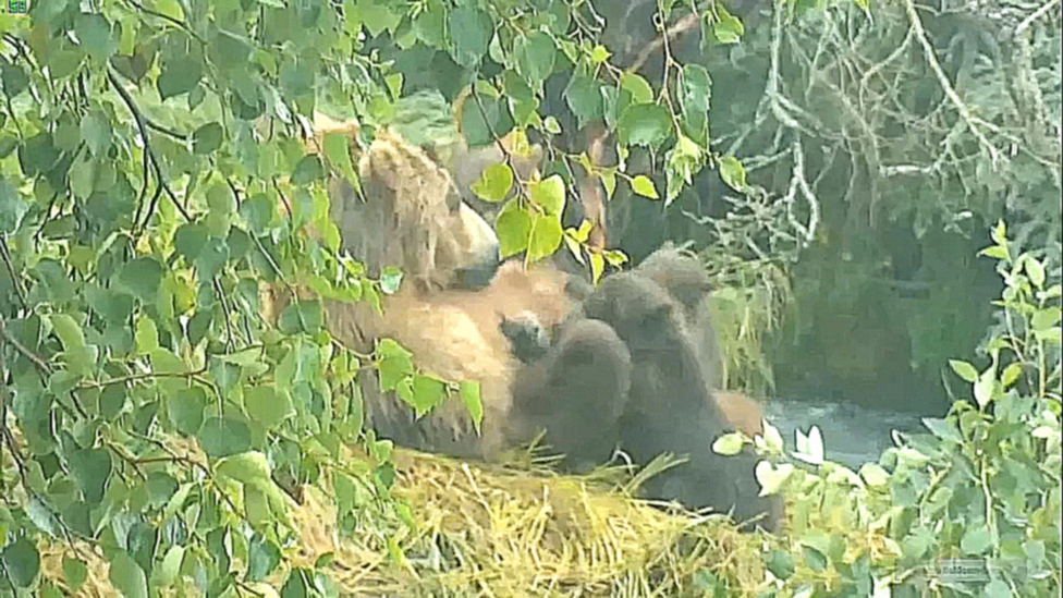 Аляска: Медведица и четыре её медвежонка-сосунка у водопада на реке Брукс, Катмай. 