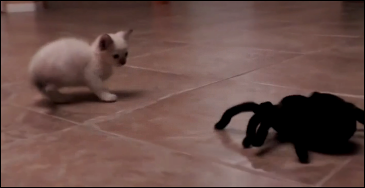 котенок и паук 