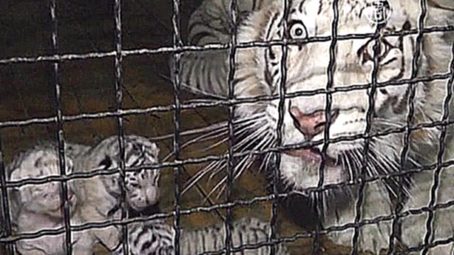 Белая тигрица Тимошенко в Ялте родила тигрят 