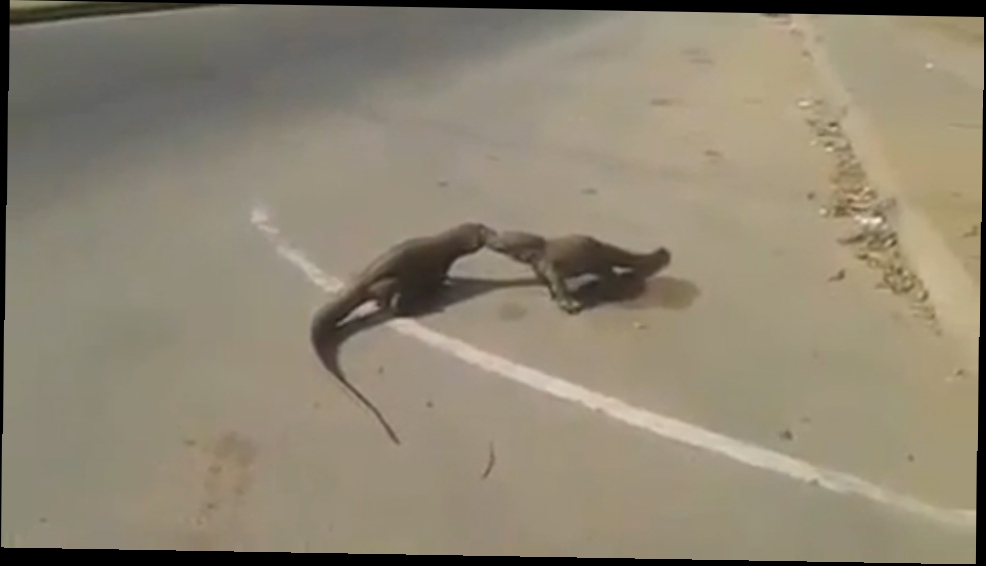Два ящера выясняют отношения на дороге в Индии 