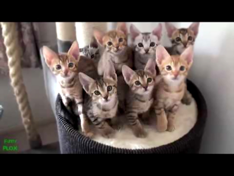 Кошки Кот, кошка и милые котята 