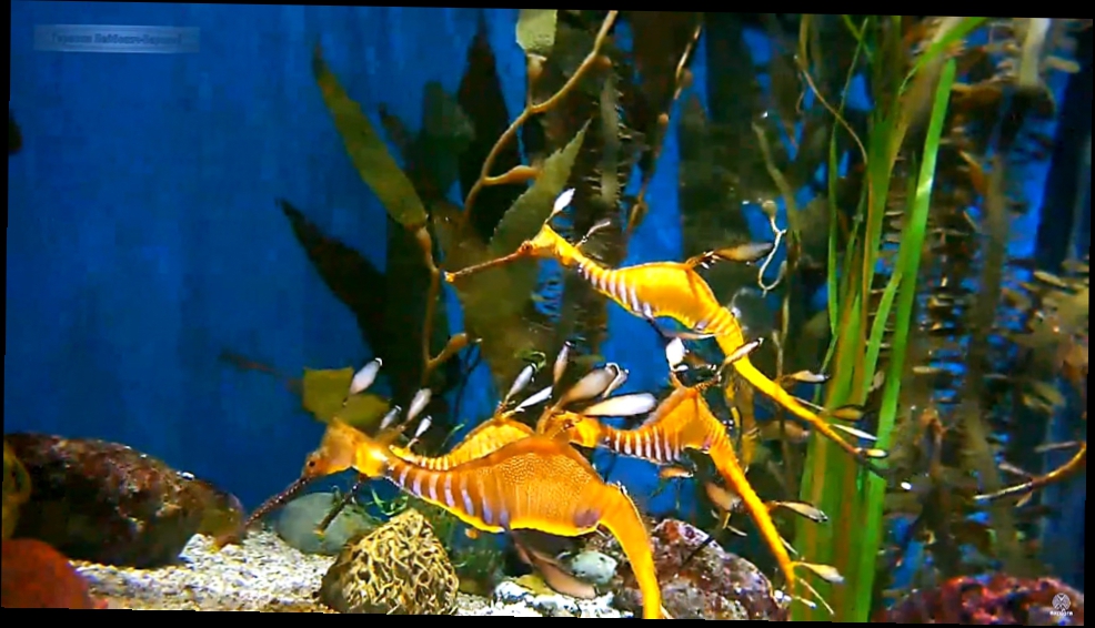 Водный мир Австралии: Травяной сорный Морской дракон WaterWorld Weedy Sea Dragon  