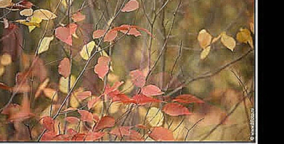 Осенние листья картинки осени слайд шоу из фотографий 
