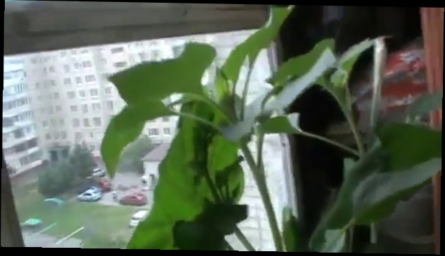 Кабачок на балконе Видео прикол — Умный мужчина вырастил большой кабачок в горшке на балконе 