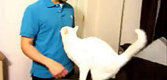 Котик любит обнимашки  