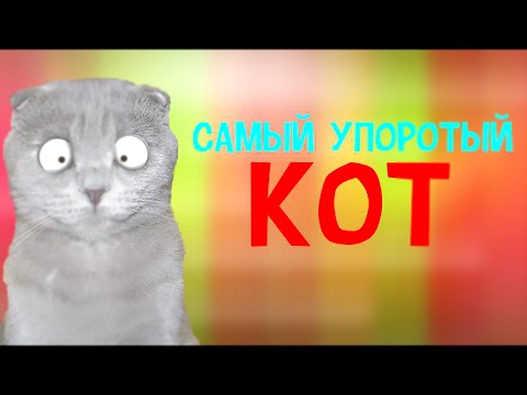 САМЫЙ УПОРОТЫЙ КОТ ! | POINT 