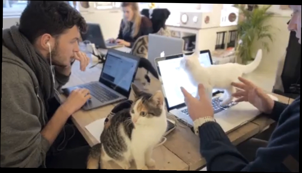 Офис с котиками 