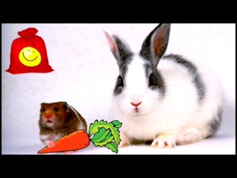 Хомяк утащил у кролика морковку  Прикольный хомяк и кролик 