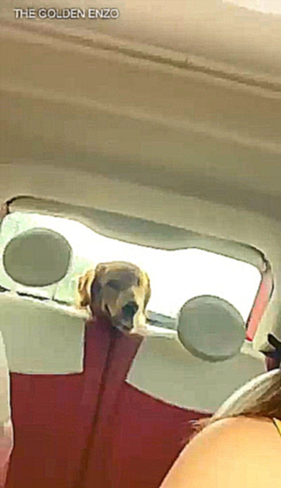 Собака играет в прятки в салоне авто 