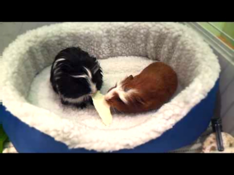 Знакомство / сселение морских свинок самки / acquaintance guinea pigs 