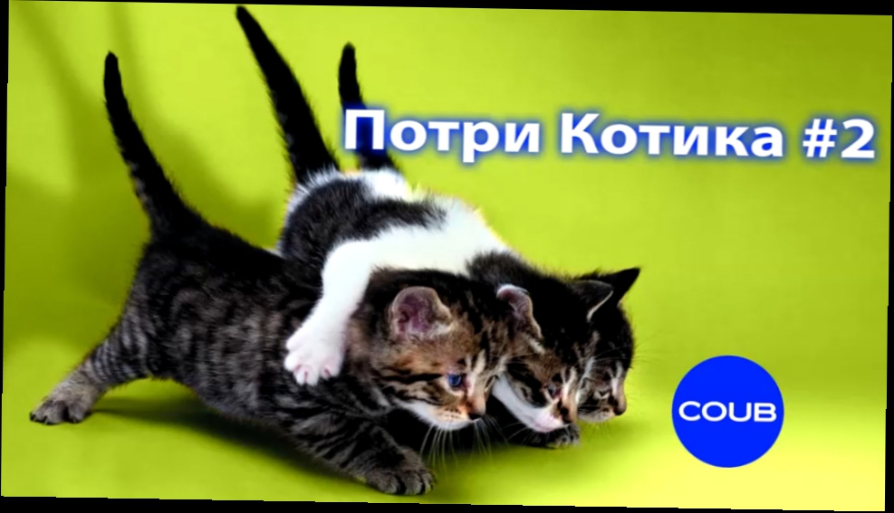 Три кота #2. Приколы с котами. Коты и Ипполит. Three cat #2. The Best Coub 