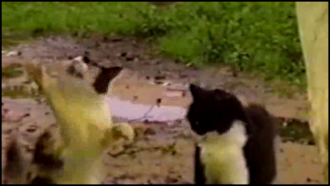 деревенские коты 