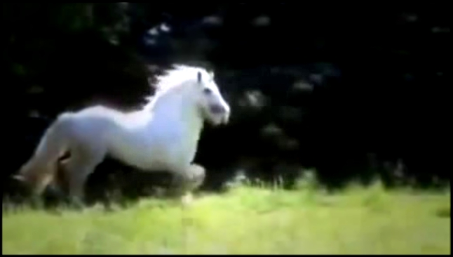 Видео про лошадей Песня из рекламы Bon Aqua 