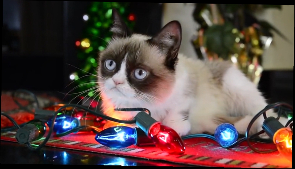 Трудно быть котиком в Рождество при участии Grumpy cat 