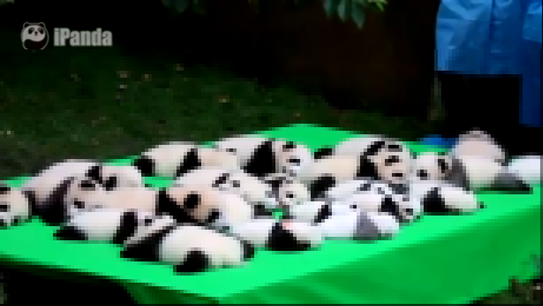 23 очаровательные маленькие панды отдыхают 