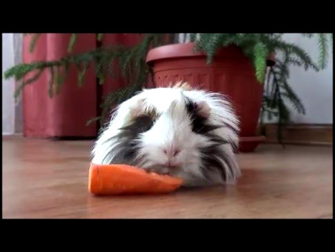 Морская свинка кушает морковку. Guinea pig eating a carrot 