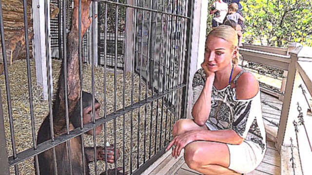 МЕГА ДЕНЬ Анастасии Волочковой в Ялте-Интурист - знакомство с шимпанзе 