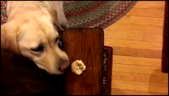 Собака не может достать печеньку 