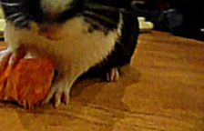 моя Соня морская свинка ест морковку 